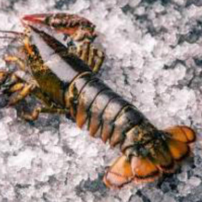 CANADIAN LOBSTER TAIL